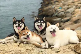 揭秘！“纯种”柴犬的6大特征，很多人养的都是串串图片