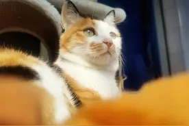 猫咪也会患日光性皮炎？有哪些症状，该怎么预防图片