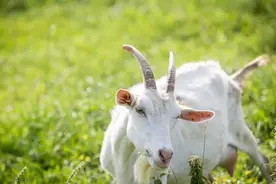 你会吗，给羊喂盐的方法？图片