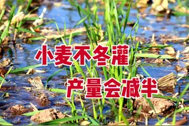 “小麦不冬灌，产量会减半”，小麦如何冬灌最佳？必须要冬灌吗？图片