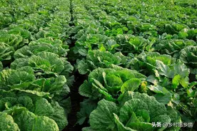 进入8月份，该种的蔬菜好准备种植了，一旦错过就要等来年图片