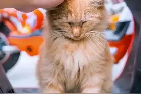 猫咪走丢后为什么很难找回来？图片