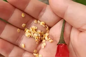 辣椒种子催芽的方法和注意事项图片