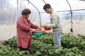 冬日草莓红 开启李端镇“莓”好时光图片