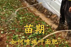 叶面肥到底什么时候用？才能达到最佳的效果，其中的核心有三项图片