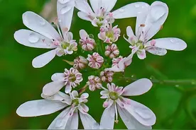 香菜食材志：爱它的和不爱它的都为之疯狂图片