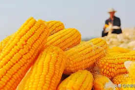 300亩玉米亩产1700斤？带你了解种植能手玉米种植全过程！超详细图片