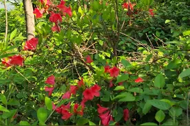 网络信号差，300M的宽带还卡顿，没准是这个原因图片