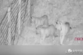 又见东北虎出没！监控记录：虎妈妈深夜“遛娃”图片