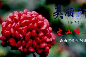 美丽云南（第二季）| 钟灵毓秀 三七之乡 ——美名：文山州·文山市图片