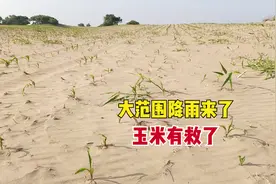 大范围降雨来袭，玉米有“救”了！雨后4点管理促壮苗，别忽视了图片