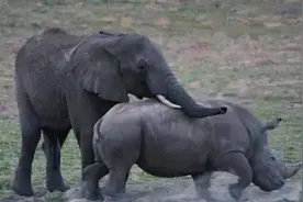 为何非洲公象要强暴犀牛？大象与犀牛之间的非同寻常关系解析图片