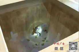 神秘动物现身十堰街头，省市专家联动！5天后，抓住了图片