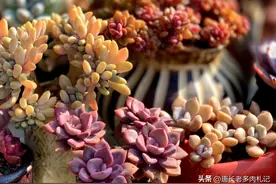 据说这9种多肉养了会带来好的财运，我只养了3种，看来还得努力啊图片