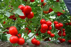 老农教你在家自配“叶面肥”，方法简单，促花保果又增产图片