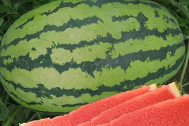 三款高产稳产、超大型优质西瓜品种，单瓜最高可达50斤！图片