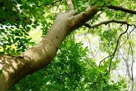 朴树，是优美的树种图片