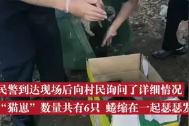 黑龙江村民清理秸秆发现6只“猫咪”幼崽，警方：是豹猫，国家二级保护动物图片