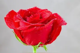 一生中的情人，是命中注定的图片