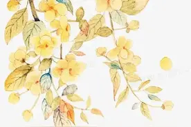 我村第一女户，十二金花图片
