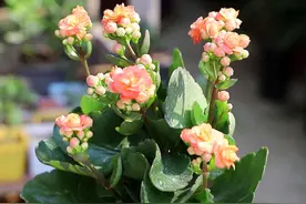 5种适合老人养的花,好看又好养,还寓意健康长寿!图片