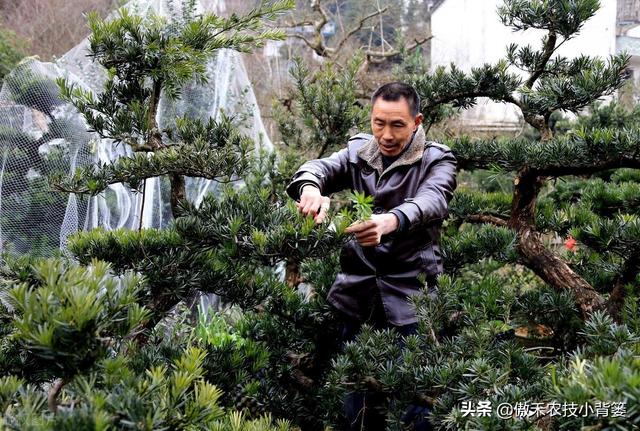 花卉苗木、瓜果蔬菜长不好，不妨给它用点氨基酸