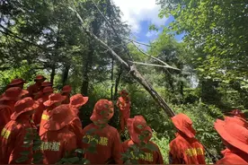 伐木课堂贴实战 精准高效保安全——吉林省森林消防总队教练员骨干培训队开展油锯伐木训练图片