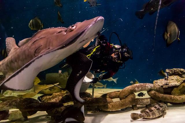 沙迦水族馆+海事博物馆 | 奇幻海洋宝藏，带娃党的福音