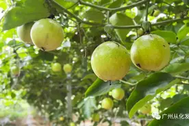 香甜如蜜！从化黄金百香果成熟上市，从舌尖甜到心尖！图片