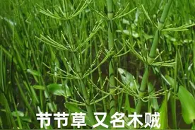 「植物学陪读」节节草，又名骨节草、接骨草和木贼的有关知识图片
