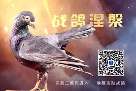 重返战火硝烟，唤醒功勋战鸽图片