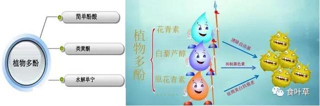 食叶草氨基酸多肽精蛋白与大健康产业