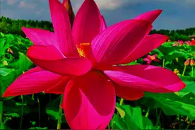 一花一世界，万紫千红百花艳，夏日燃情荷花醉，花香浪漫人欢喜图片