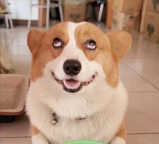 柯基犬好养吗(柯基犬好养吗 听话吗)-淘淘时尚网