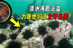 海胆在澳洲泛滥！为什么当地宁愿雇人敲碎！也不吃它？图片