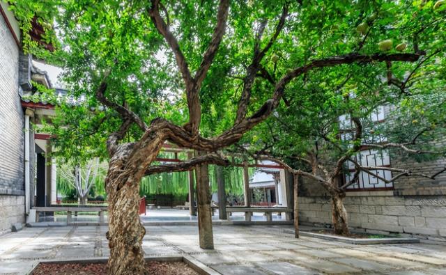 适合庭院种植的"四大名贵树",经典美丽又寓意好,还价值高