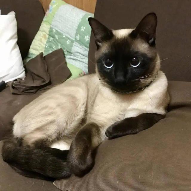 暹罗猫的"优缺点",想养的不妨看看