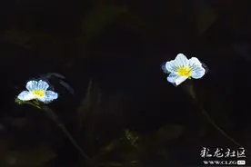 喜见滇池海水清 乐观草海海菜花图片