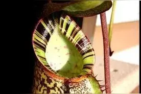 奇花异草之——猪笼草图片