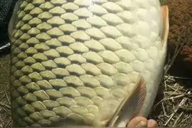 暮春初夏野钓桑葚树，草鱼鲤鱼都入护，经验和技巧分享图片