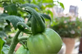 在家怎么种菜？教你3招，盆盆菜长势旺盛，收获颇丰，采摘不停图片