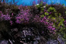 不负春光丨杜鹃花开，映山红！图片
