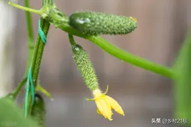 黄瓜、苦瓜不坐瓜？就是这些原因造成的，对症处理有花就坐瓜图片