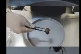 昆虫难过昆明关图片