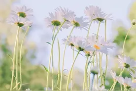 写作素材｜语文满分作文10个经典语段一图片