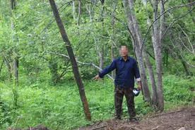 这俩人分别砍了一棵黄菠萝树 原因都是“务农挡路”图片