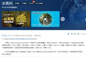 【家具知识】蹭榉木热度的“山毛榉”到底是不是智商税图片