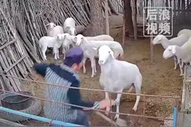 主人在羊圈干活被公羊撞倒2次，当事人：它不让我靠近母羊，价值好几千，不舍得处理图片