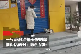 流浪猫叼幼崽求店主“收养”，每天过来看望，感动了半条街的市民图片