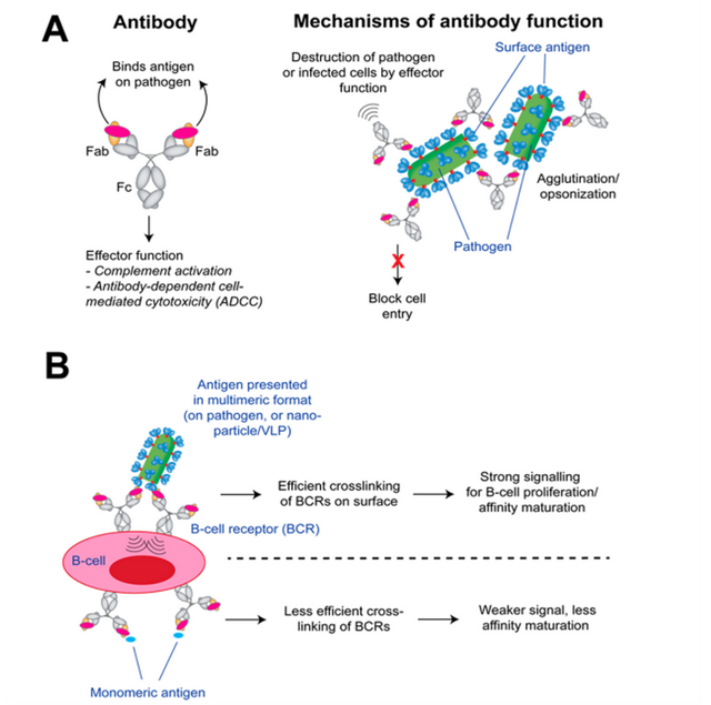 全球多肽疫苗研发进展
